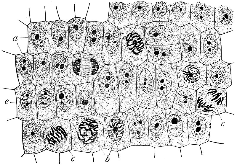 الخلية اصغر وحدة في بناء المخلوقات الحية