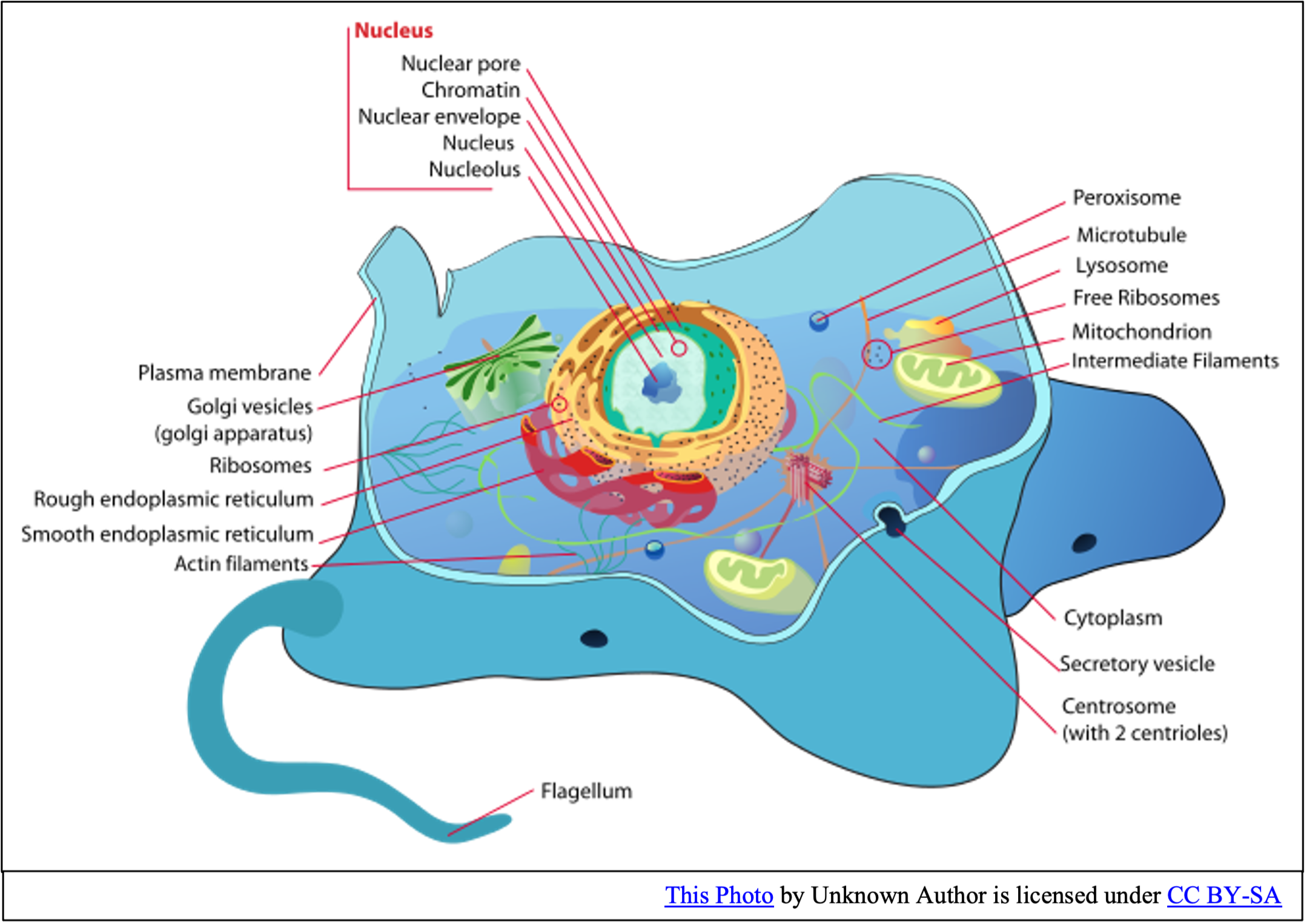 الخلية هي اصغر وحدة في بناء جسم المخلوقات الحية